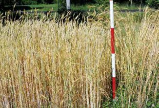 A Guide To Planting Banatka Wheat